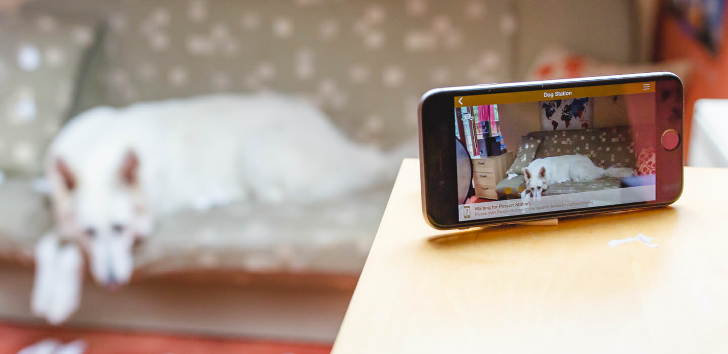 Leaving the Dog alone